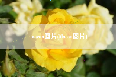 macan图片(Macan图片)