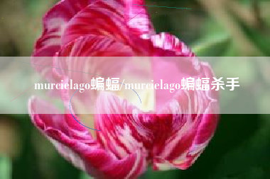 murcielago蝙蝠/murcielago蝙蝠杀手 murcielago蝙蝠/murcielago蝙蝠杀手
