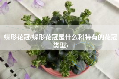 蝶形花冠(蝶形花冠是什么科特有的花冠类型)
